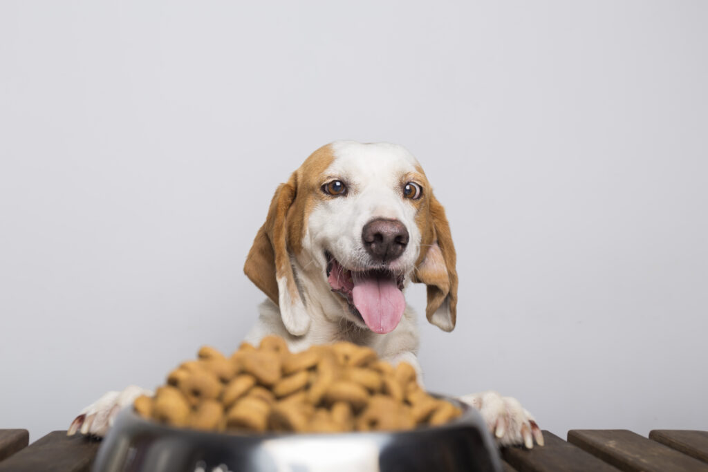 Balanced Diet for Dogs: Dos & Don’ts to feed your dog