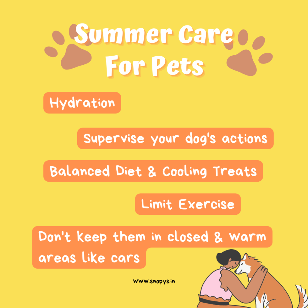Summer Care & Safety for Dogs