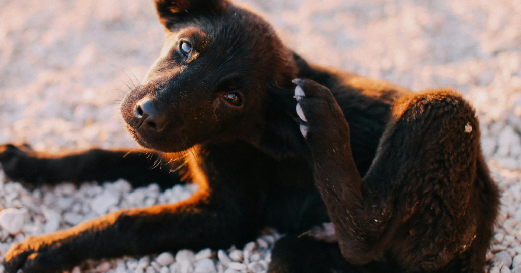 Prevent Ticks and Fleas in Dogs