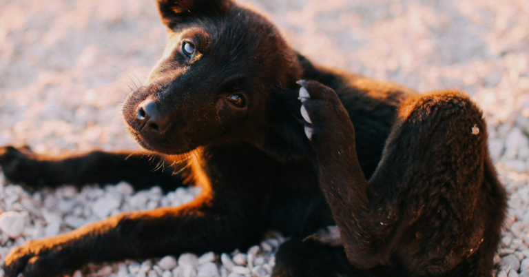 Prevent Ticks and Fleas in Dogs