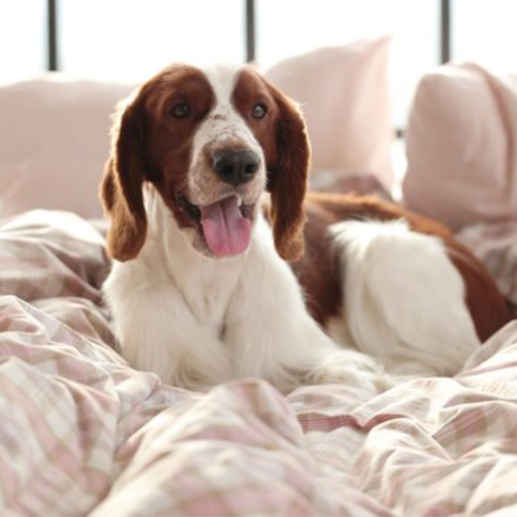 Winter Care for Senior Pets