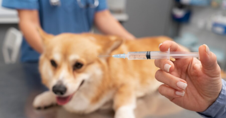 Dog Vaccines